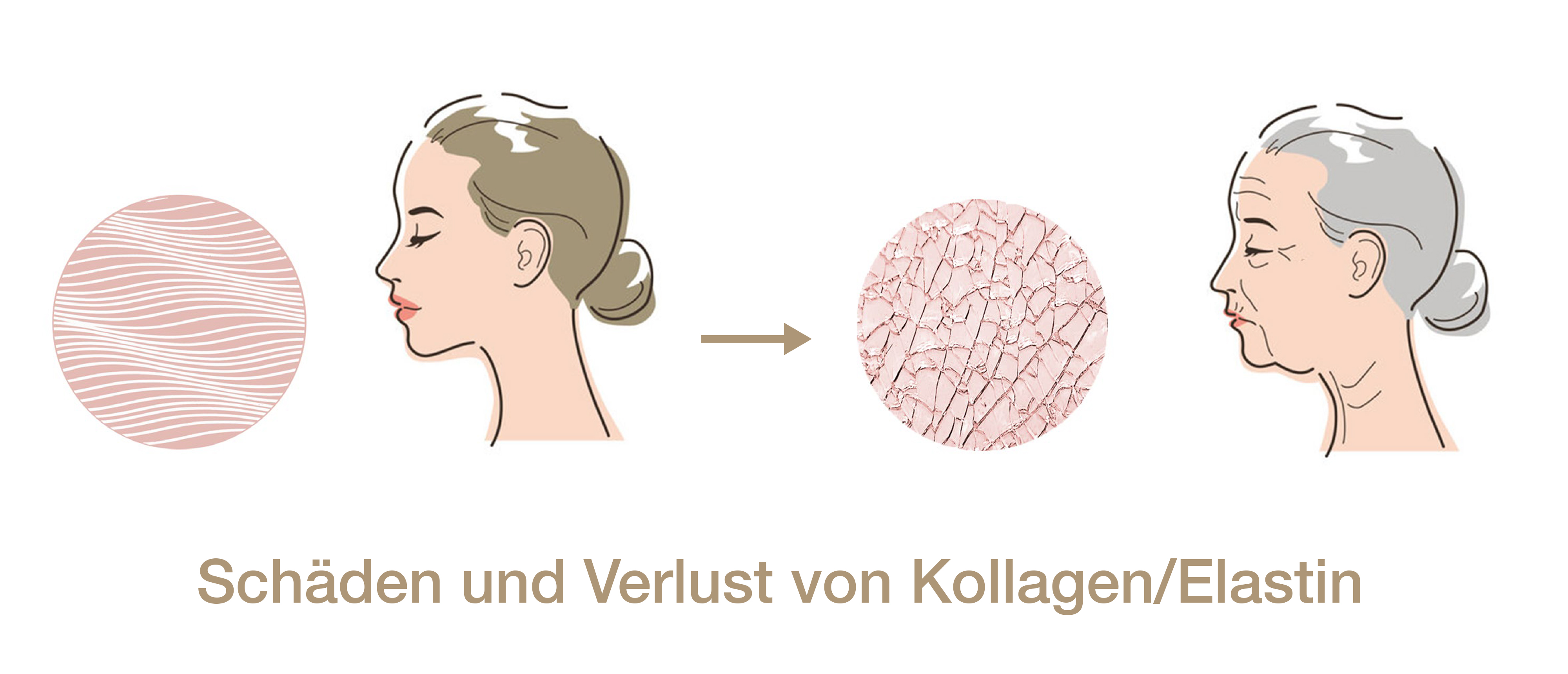 Illustration zeigt den Übergang von glatter zu faltiger Haut mit Profilansichten eines jungen und eines älteren Gesichts sowie zwei Hautquerschnitten, die Kollagen- und Elastinverlust darstellen